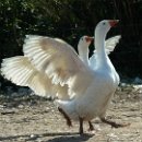 FVCW (22)-Weicht-Sabine